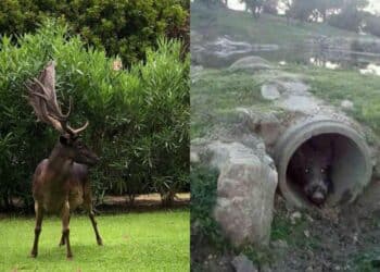 Pula, 96 incidenti certificati a causa di cervi e cinghiali che attraversano la strada