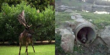 Pula, 96 incidenti certificati a causa di cervi e cinghiali che attraversano la strada