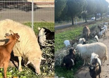 Carbonia, sparita la pecora dell’oasi degli animali