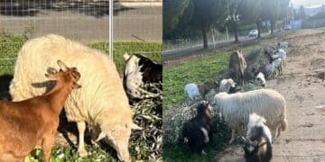 Carbonia, sparita la pecora dell’oasi degli animali