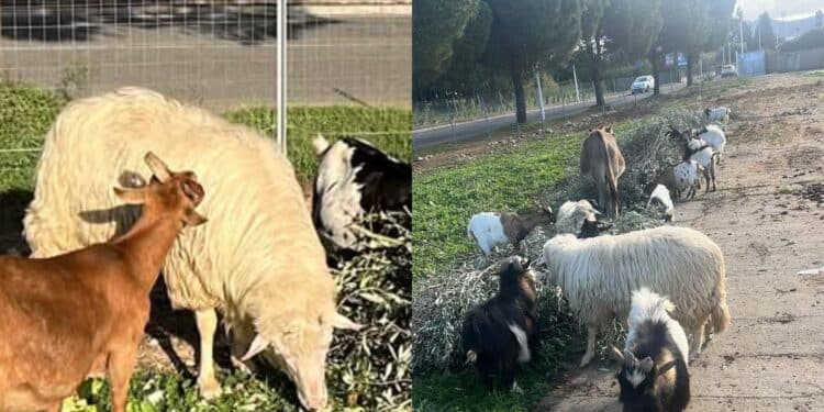 Carbonia, sparita la pecora dell’oasi degli animali