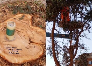Assemini, alberi abbattuti: i bimbi hanno acceso un cero per dire addio al grande cipresso di via Carmine