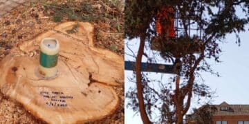 Assemini, alberi abbattuti: i bimbi hanno acceso un cero per dire addio al grande cipresso di via Carmine