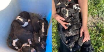 Sestu, 10 cuccioli gettati in un secchio e abbandonati in periferia