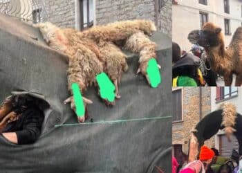Il carnevale di Ovodda al centro delle polemiche: “Ancora animali morti e sanguinanti come trofeo”