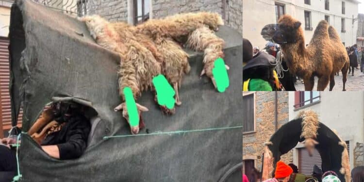 Il carnevale di Ovodda al centro delle polemiche: “Ancora animali morti e sanguinanti come trofeo”