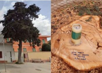 Assemini, via le piante malate da piazza del Carmine