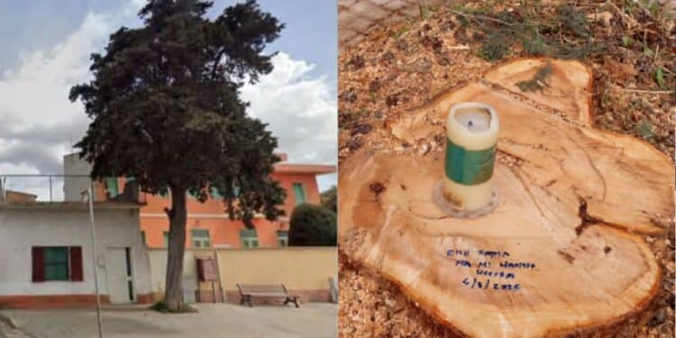 Assemini, via le piante malate da piazza del Carmine