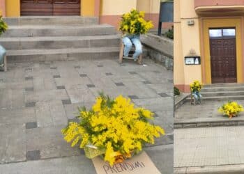 Serrenti, tante mimose per tutte le donne: all’ingresso del Comune il gesto simbolico di un cittadino