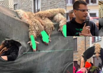 Diritti degli animali, Rizzi invita tutta l’Italia all’incontro in piazza Yenne