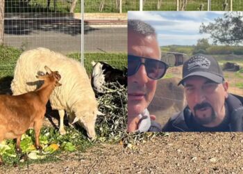 Carbonia, anche Gennaro Longobardi nell’oasi di Francesco Giganti per ritrovare il montone rubato