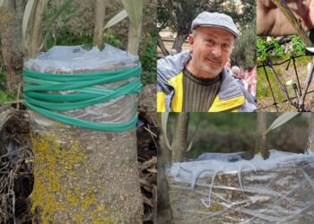 Siliqua, le tecniche di innesto “un patrimonio da salvaguardare”