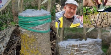 Siliqua, le tecniche di innesto “un patrimonio da salvaguardare”