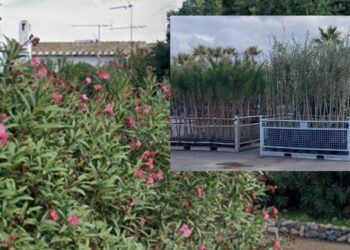 Quartu Sant’Elena, 1500 nuovi cittadini dalle chiome verdi in arrivo