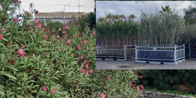 Quartu Sant’Elena, 1500 nuovi cittadini dalle chiome verdi in arrivo