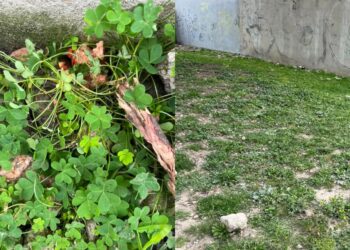 Quartu, polpette avvelenate nell’area cani di via Umbria