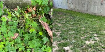 Quartu, polpette avvelenate nell’area cani di via Umbria