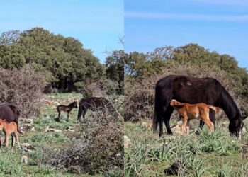 Al parco della Giara fiocchi rosa e celesti in anticipo: nati 5 puledri