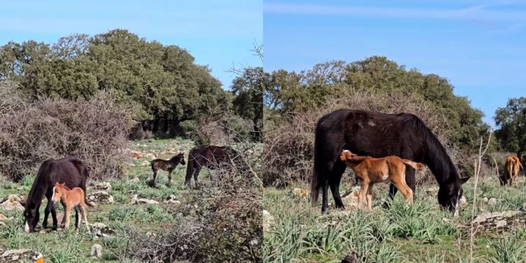 Al parco della Giara fiocchi rosa e celesti in anticipo: nati 5 puledri