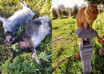 Strage di animali a San Sperate, un branco di cani di proprietà fa scempio in periferia
