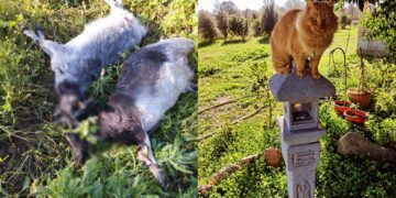 Strage di animali a San Sperate, un branco di cani di proprietà fa scempio in periferia