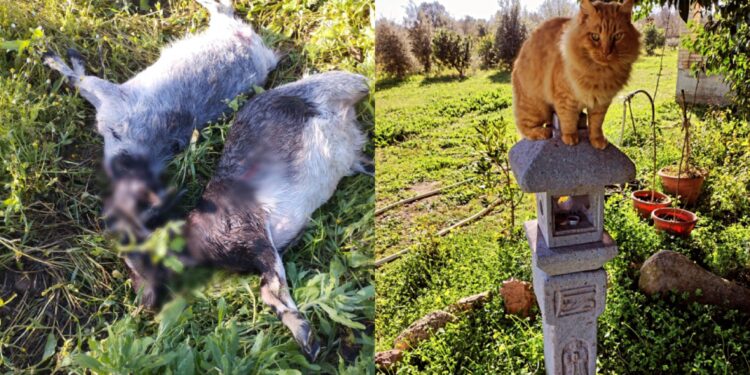 Strage di animali a San Sperate, un branco di cani di proprietà fa scempio in periferia