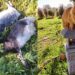 Strage di animali a San Sperate, un branco di cani di proprietà fa scempio in periferia
