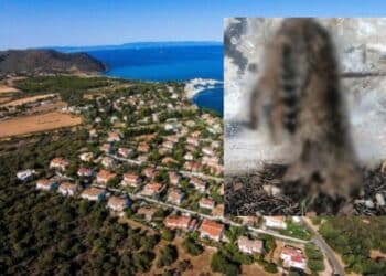 Sarroch, gatto infilzato in piazza Sant’Anna: “Mostruosità senza cuore”