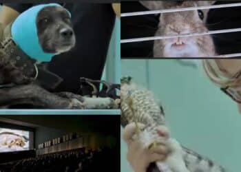 Quartu, arriva il documentario che racconta la vita degli animali salvati e curati