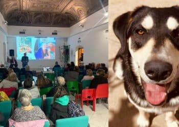 Quartu, gli animali al centro della comunità: presto un’oasi dedicata ai cani