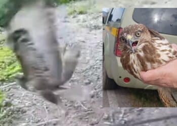 Lieto fine per la poiana falciata da un’auto in corsa: ora è salva, libera di volare