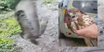 Lieto fine per la poiana falciata da un’auto in corsa: ora è salva, libera di volare