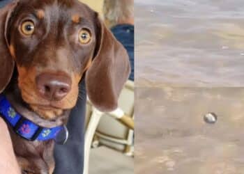 Strani molluschi in riva al mare, nuovo caso fatale per un cane a Olbia