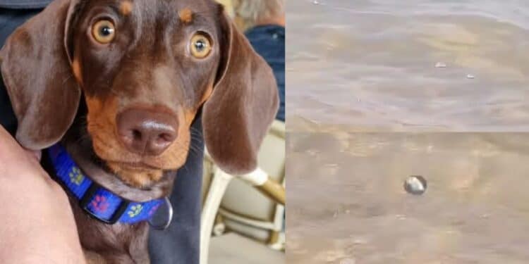 Strani molluschi in riva al mare, nuovo caso fatale per un cane a Olbia