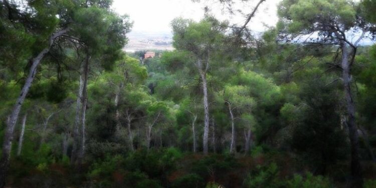 Sinnai si fa bella, approvata la relazione per l’indizione del bando per l’affidamento del servizio di manutenzione del verde