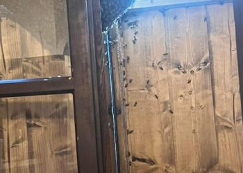 Clamorosa denuncia a Sinnai: “Pazzesco, mi hanno assalito trentamila api”