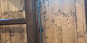 Clamorosa denuncia a Sinnai: “Pazzesco, mi hanno assalito trentamila api”