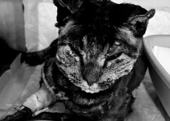 Tigro bruciato vivo a Dolianova, i nomi dei responsabili in mano agli inquirenti