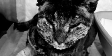 Tigro bruciato vivo a Dolianova, i nomi dei responsabili in mano agli inquirenti