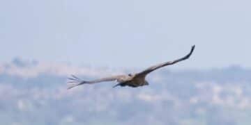 Il centro Sardegna attrae i grifoni di Villasalto: due esemplari presenti a Nuoro e Irgoli