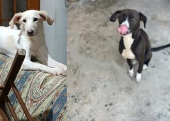 Sestu, l’appello disperato di Gabriella: “Aiutatemi a trovare un alloggio per Bea e Lilo”