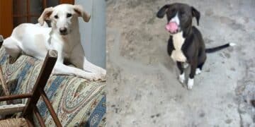 Sestu, l’appello disperato di Gabriella: “Aiutatemi a trovare un alloggio per Bea e Lilo”