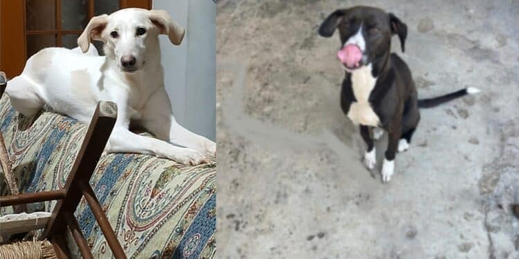 Sestu, l’appello disperato di Gabriella: “Aiutatemi a trovare un alloggio per Bea e Lilo”