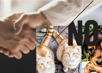 Cagliari, quasi impossibile trovare un affitto se hai un cane o un gatto: “Separarsi da loro? E’ inaccettabile”