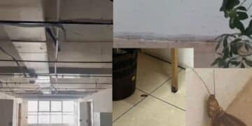 Emergenza sanitaria e degrado all’Istituto Michele Giua di Pirri: blatte e termiti “ballano” accanto agli alunni (VIDEO)