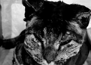 Giustizia per Tigro, “alla fine, tutti i nomi sono arrivati”