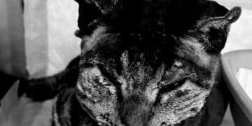 Giustizia per Tigro, “alla fine, tutti i nomi sono arrivati”