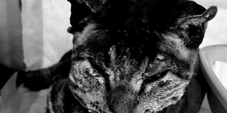 Giustizia per Tigro, “alla fine, tutti i nomi sono arrivati”