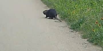 Villanovaforru, incontri curiosi sulla strada di “Sant’Antiogu”: nutria passeggia allegramente tra jogger e asparagisti