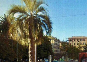 Donna di 58 anni viene travolta da una palma in strada e muore